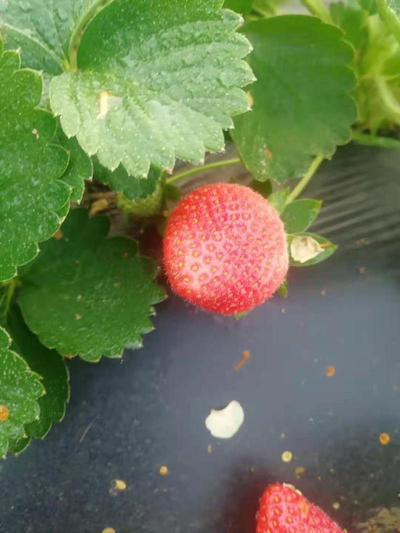 草莓苗种植基地现挖现卖脱毒草莓苗章姬红颜宁玉妙三妙七随株
