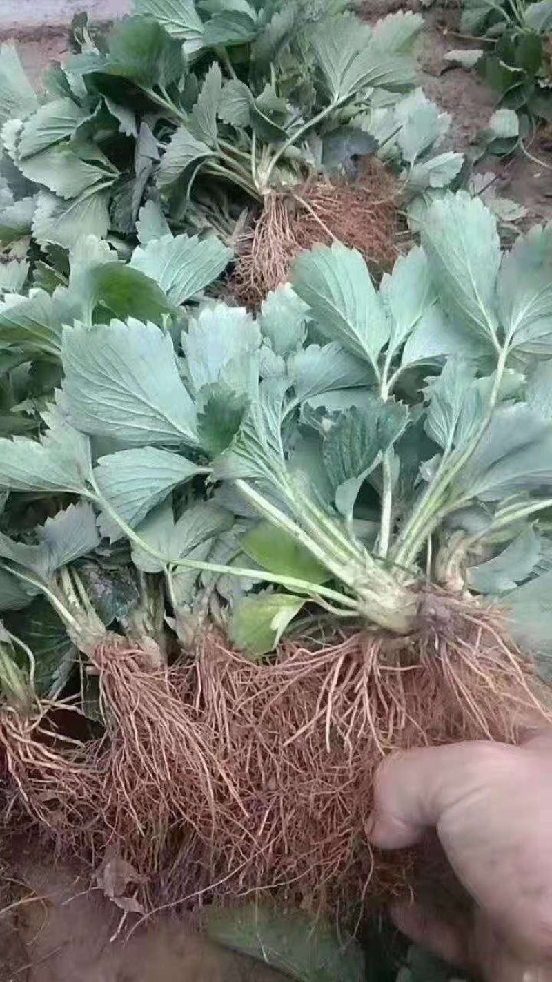 草莓苗种植基地现挖现卖脱毒草莓苗章姬红颜宁玉妙三妙七随株