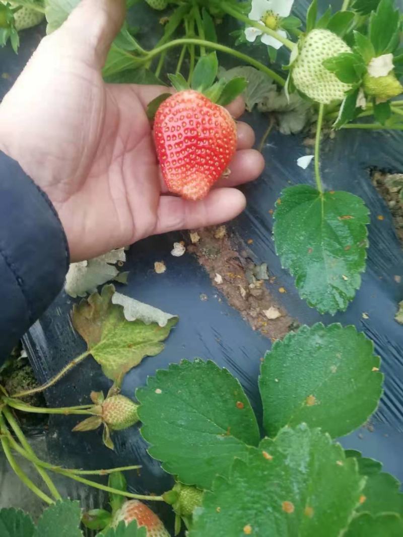 草莓苗种植基地现挖现卖脱毒草莓苗章姬红颜宁玉妙三妙七随株