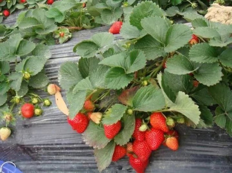 种植基地现挖现卖脱毒草莓苗章姬宁玉妙三妙七随株