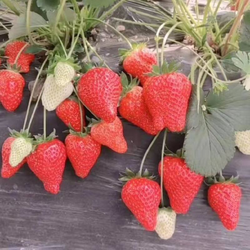 种植基地现挖现卖脱毒草莓苗章姬宁玉妙三妙七随株