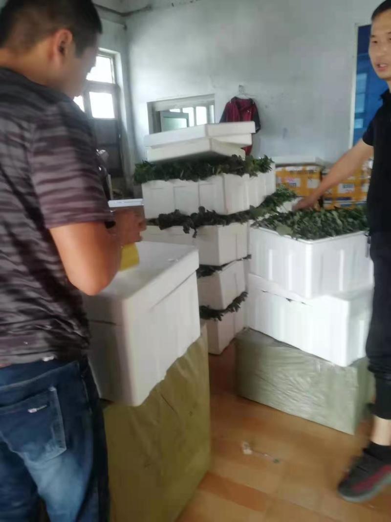 种植基地现挖现卖脱毒草莓苗章姬宁玉妙三妙七随株