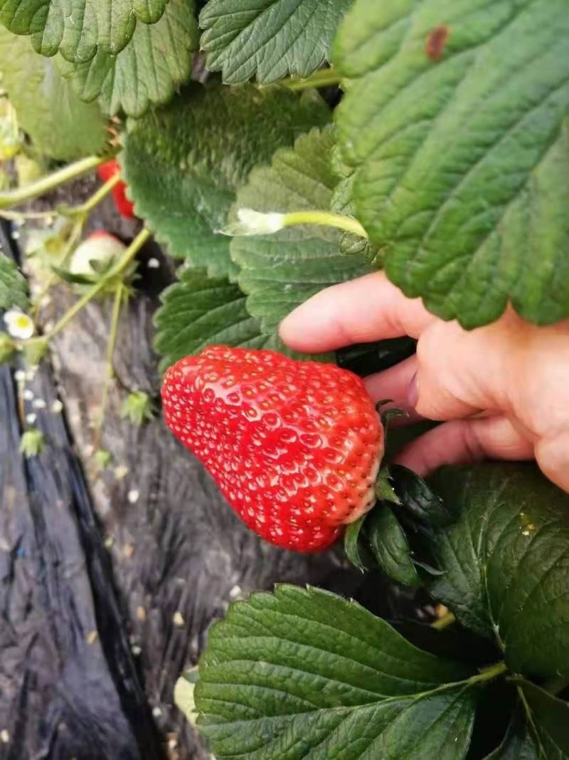 种植基地现挖现卖脱毒草莓苗章姬宁玉妙三妙七随株