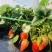 种植基地现挖现卖脱毒草莓苗章姬宁玉妙三妙七随株