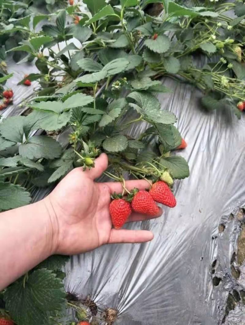种植基地现挖现卖脱毒草莓苗章姬宁玉妙三妙七随株