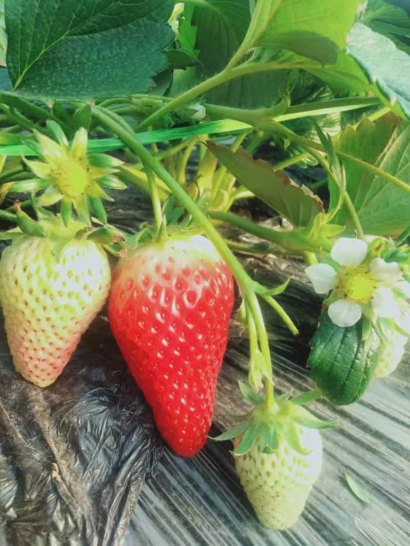 种植基地现挖现卖脱毒草莓苗章姬宁玉妙三妙七随株