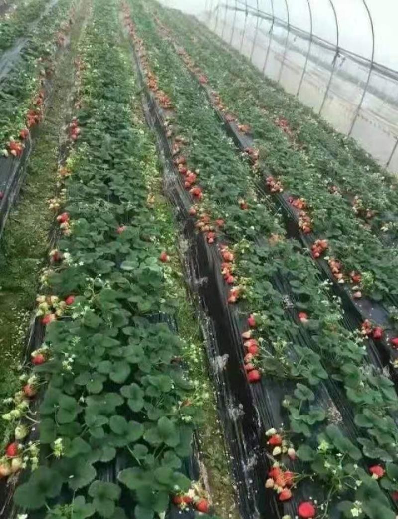 种植基地现挖现卖脱毒草莓苗章姬宁玉妙三妙七随株