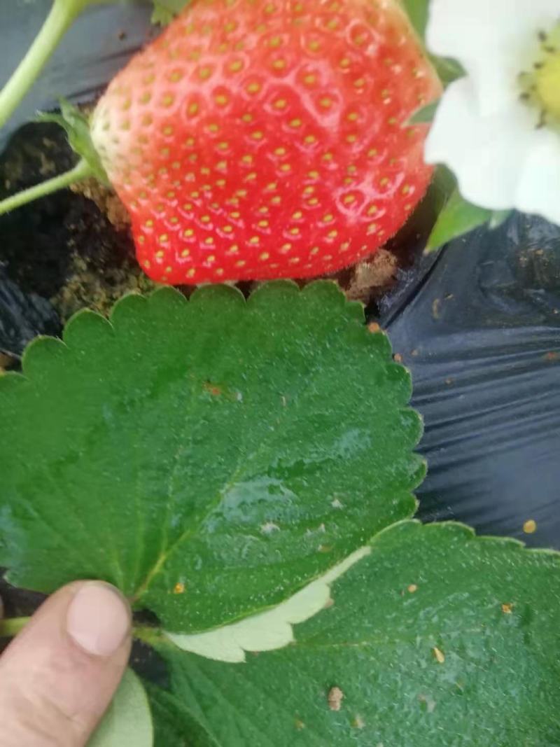 种植基地现挖现卖脱毒草莓苗章姬红颜宁玉妙三妙七随株