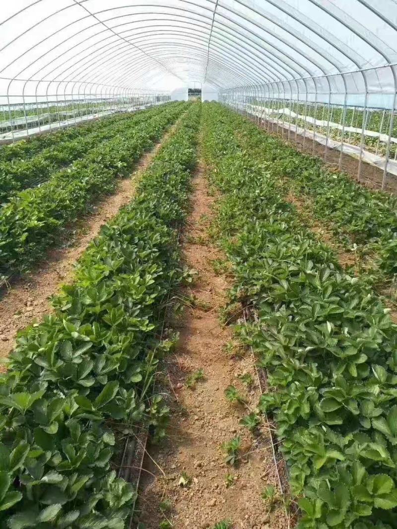 种植基地现挖现卖脱毒草莓苗章姬红颜宁玉妙三妙七随株