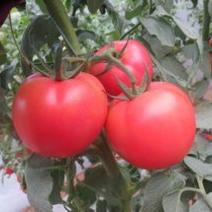 番茄苗高产抗毒诚信经营品质有常年合作