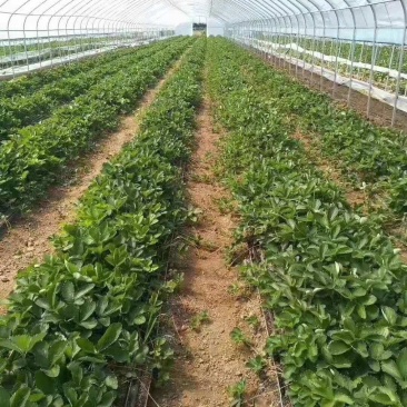 草莓苗种植基地现挖现卖脱毒草莓苗章姬红颜宁玉妙三妙七随株