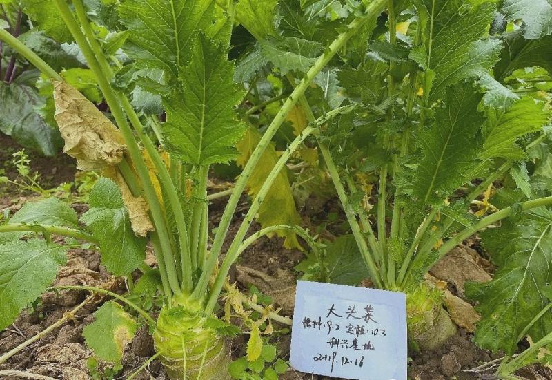 科兴尚品大头菜种子四川芥菜种籽大头萝卜腌制泡菜咸菜种子