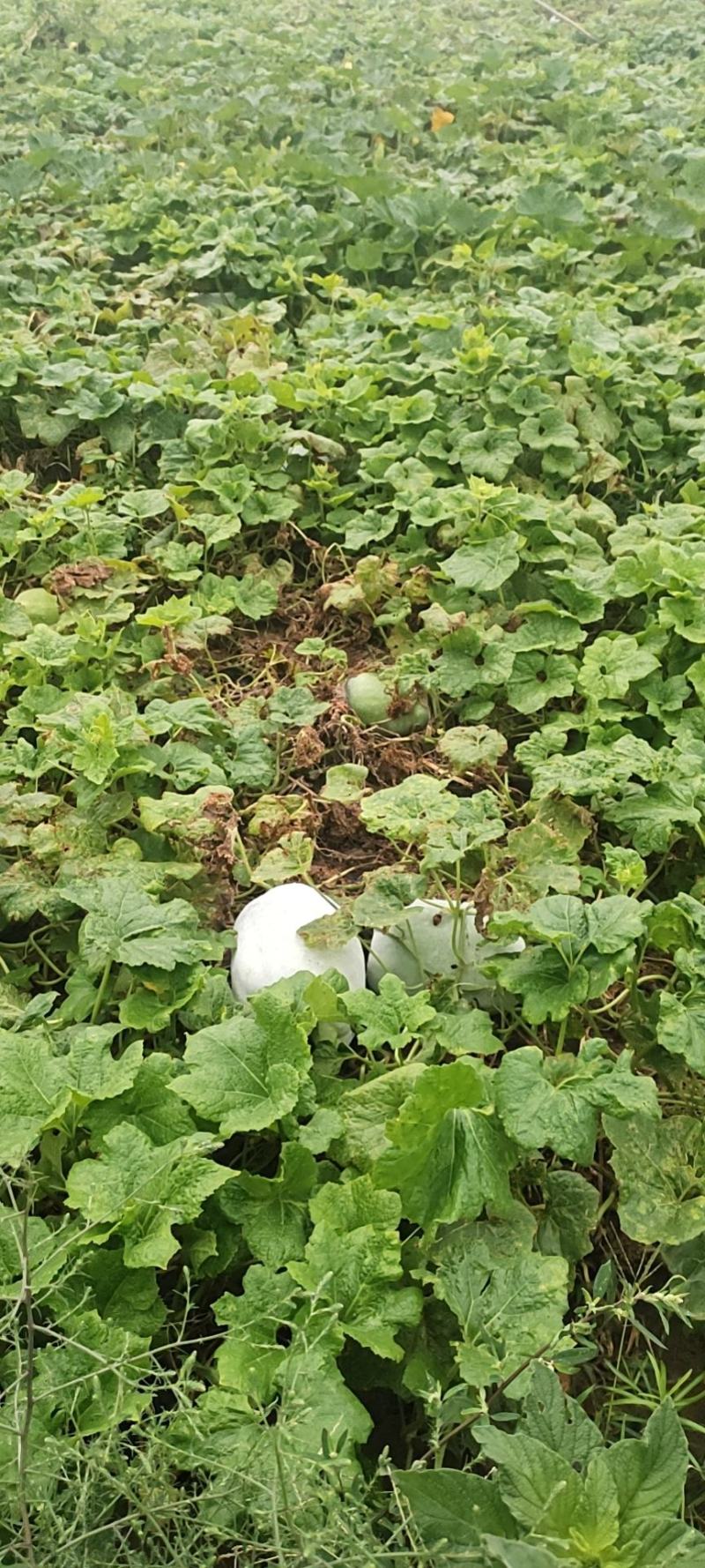 白冬瓜，邢台柏乡，出货快