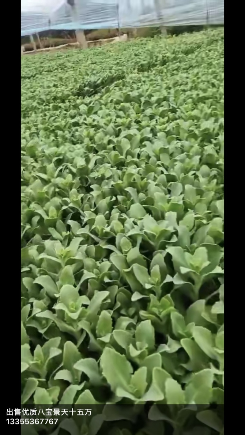 紫花地丁，地丁，绿化用紫花地丁，基地货源充足