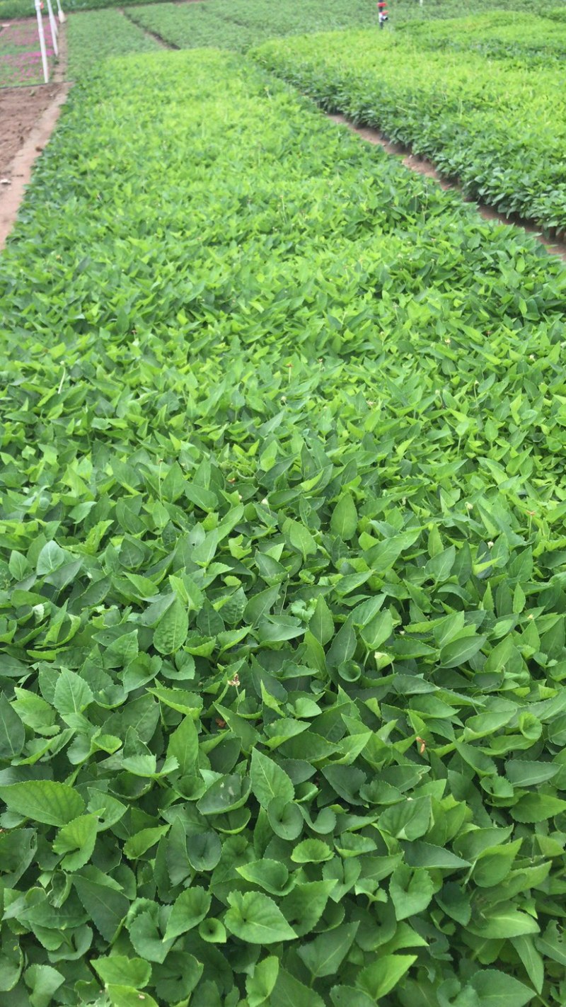 紫花地丁，地丁，绿化用紫花地丁，基地货源充足