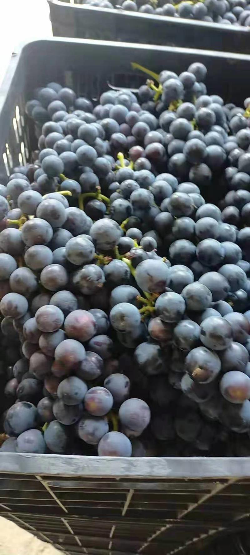 精品葡萄，夏黑，新鲜水果大量成熟，工厂加工烤酒都有