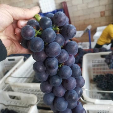 精品葡萄，夏黑，新鲜水果大量成熟，工厂加工烤酒都有