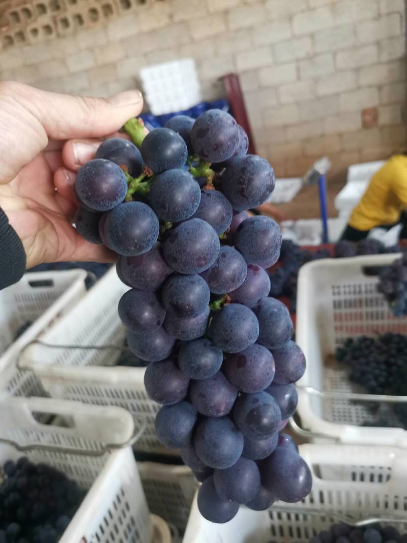 精品葡萄，夏黑，新鲜水果大量成熟，工厂加工烤酒都有