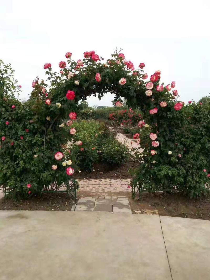 月季/月季树苗/花卉盆景/观花植物/林木种苗/原生态树苗