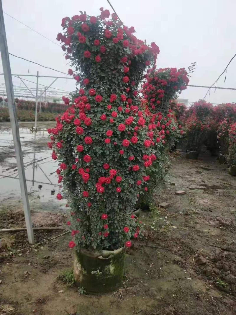 月季/月季树苗/花卉盆景/观花植物/林木种苗/原生态树苗