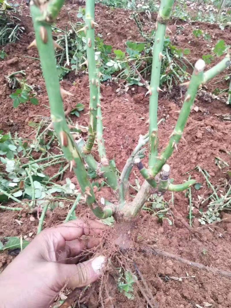 月季/月季树苗/花卉盆景/观花植物/林木种苗/原生态树苗