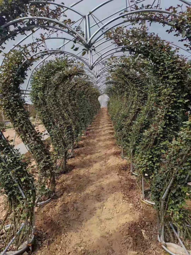 月季/月季树苗/花卉盆景/观花植物/林木种苗/原生态树苗