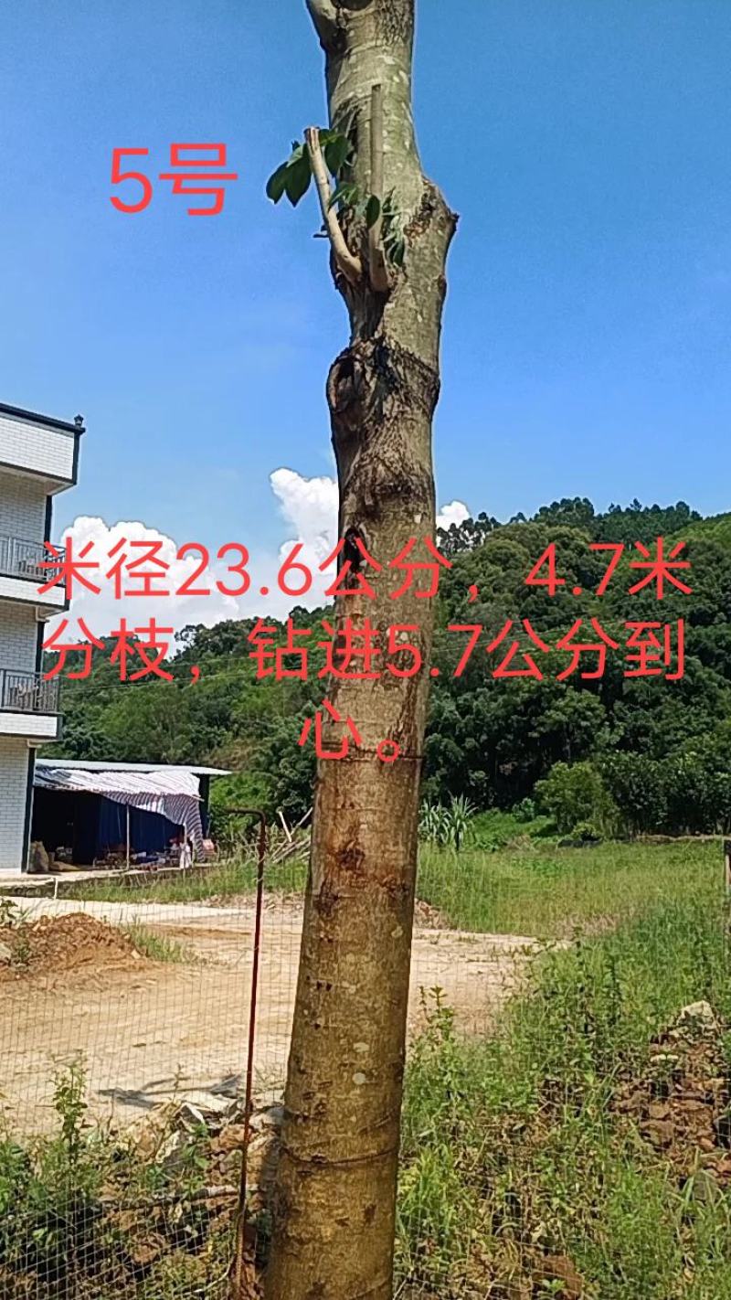 正宗海南黄花梨树，现货热售中。欢迎订购和实地看货。