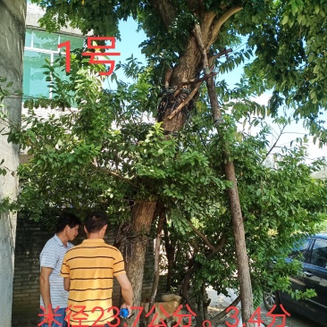 正宗海南黄花梨树，现货热售中。欢迎订购和实地看货。