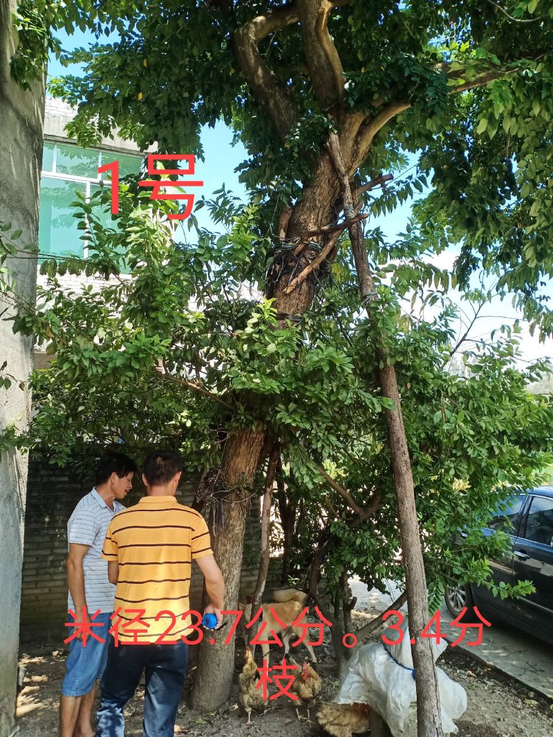 正宗海南黄花梨树，现货热售中。欢迎订购和实地看货。