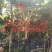 正宗海南黄花梨树，现货热售中。欢迎订购和实地看货。