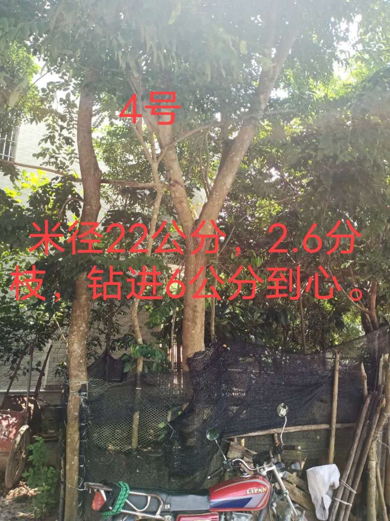 正宗海南黄花梨树，现货热售中。欢迎订购和实地看货。