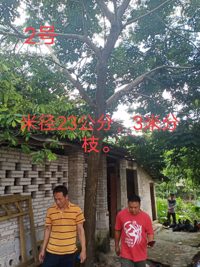 正宗海南黄花梨树，现货热售中。欢迎订购和实地看货。