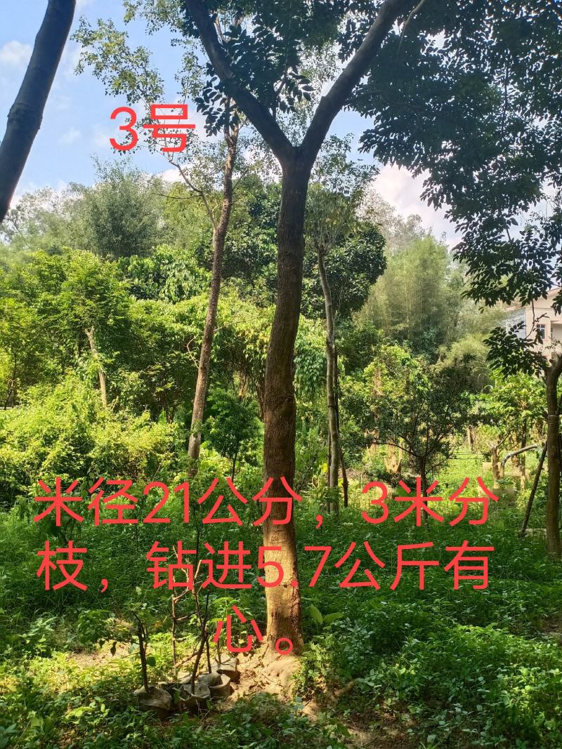 正宗海南黄花梨树，现货热售中。欢迎订购和实地看货。