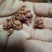 正宗海南黄花梨树，现货热售中。欢迎订购和实地看货。