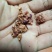 正宗海南黄花梨树，现货热售中。欢迎订购和实地看货。