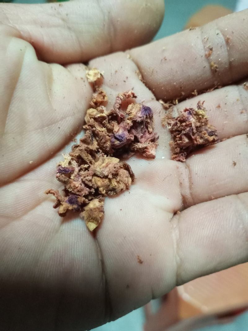 正宗海南黄花梨树，现货热售中。欢迎订购和实地看货。