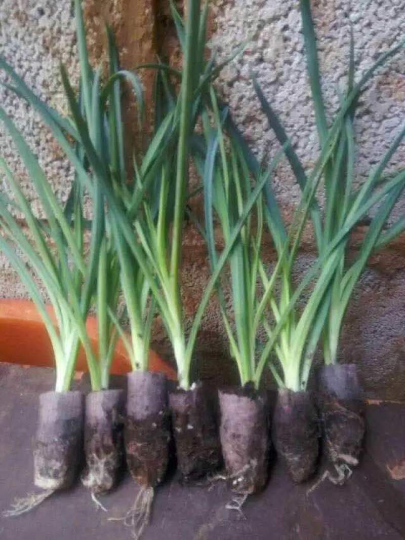 康乃馨花苗四季开花大花盆栽地栽花卉母亲节礼物