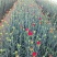 康乃馨花苗四季开花大花盆栽地栽花卉母亲节礼物