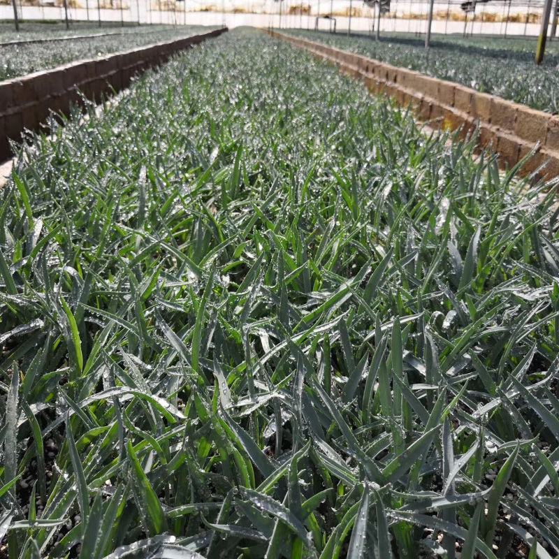 康乃馨花苗四季开花大花盆栽地栽花卉母亲节礼物