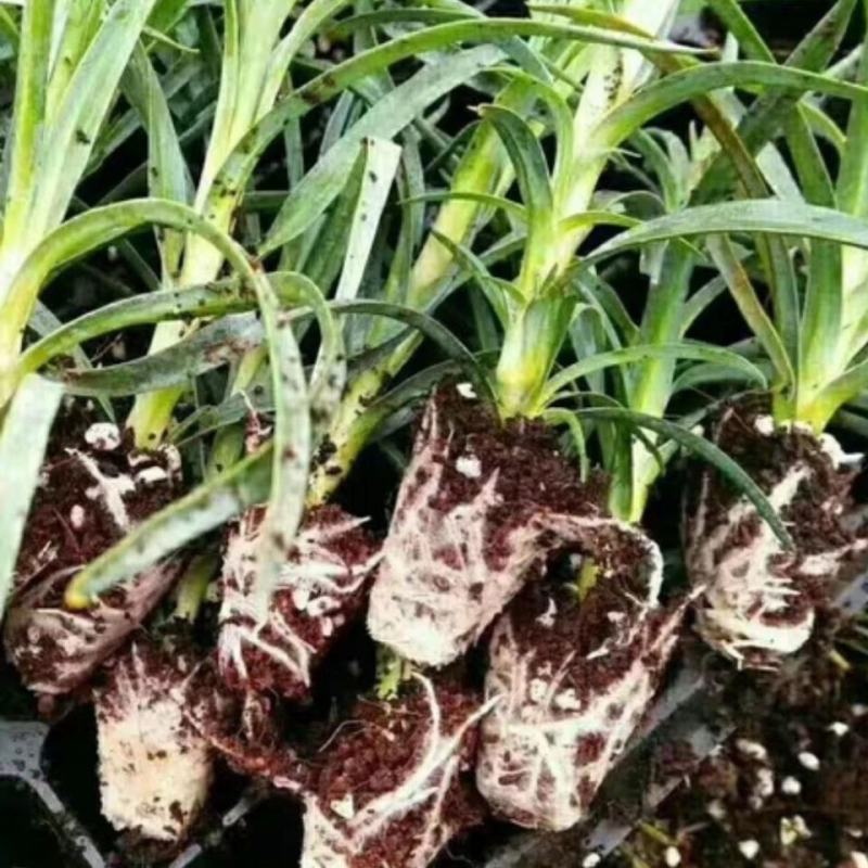 康乃馨花苗四季开花大花盆栽地栽花卉母亲节礼物