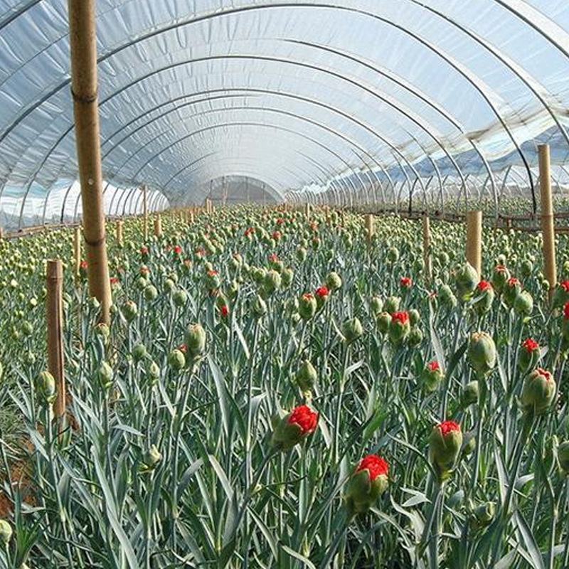 康乃馨花苗四季开花大花盆栽地栽花卉母亲节礼物