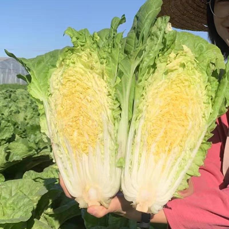 科兴速生小白菜庭院蔬菜阳台种菜盆栽青菜耐热耐寒四季快菜种