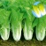 科兴速生小白菜庭院蔬菜阳台种菜盆栽青菜耐热耐寒四季快菜种