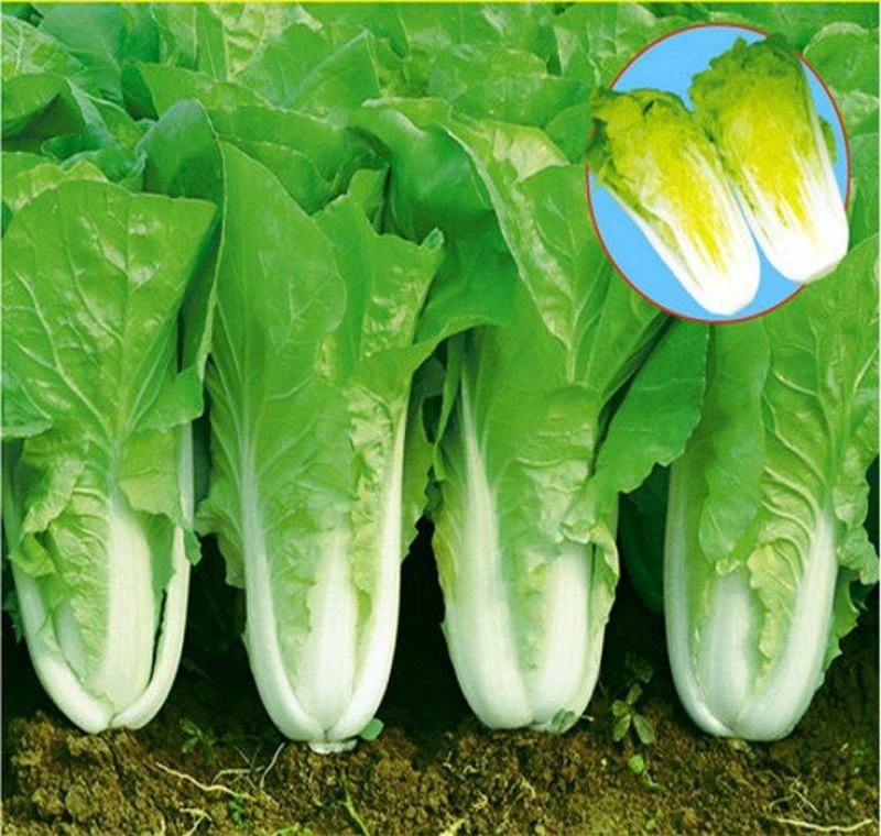 科兴速生小白菜庭院蔬菜阳台种菜盆栽青菜耐热耐寒四季快菜种