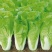 科兴速生小白菜庭院蔬菜阳台种菜盆栽青菜耐热耐寒四季快菜种