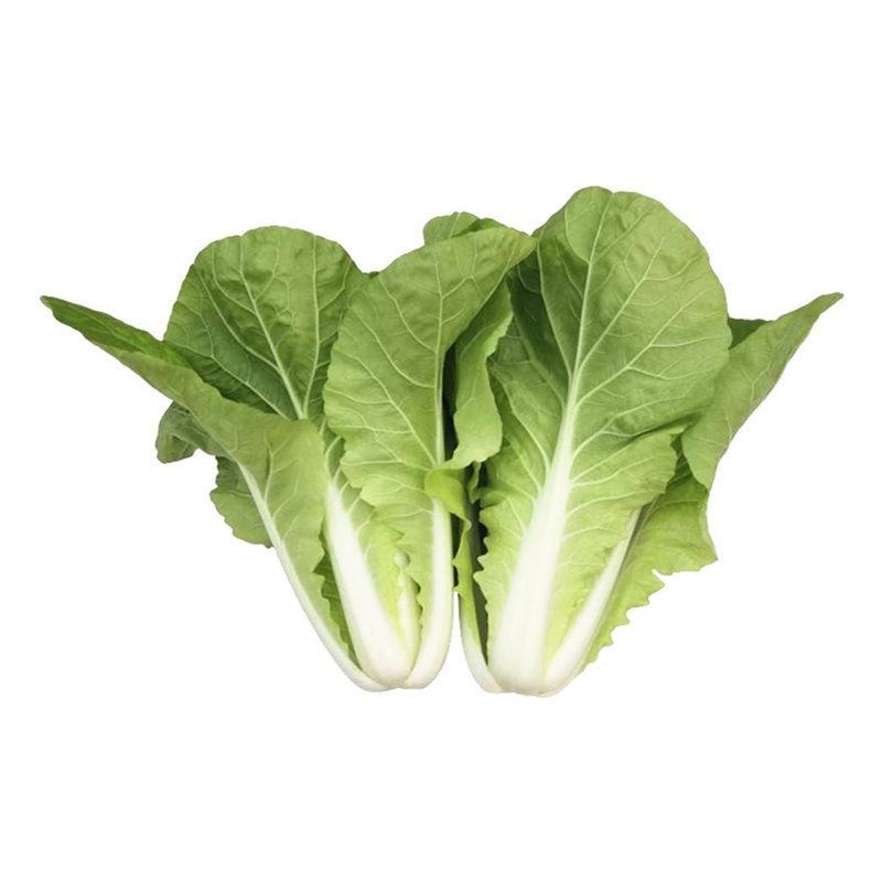 科兴速生小白菜庭院蔬菜阳台种菜盆栽青菜耐热耐寒四季快菜种