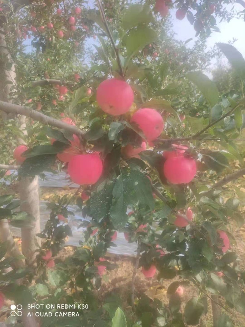 常年代办