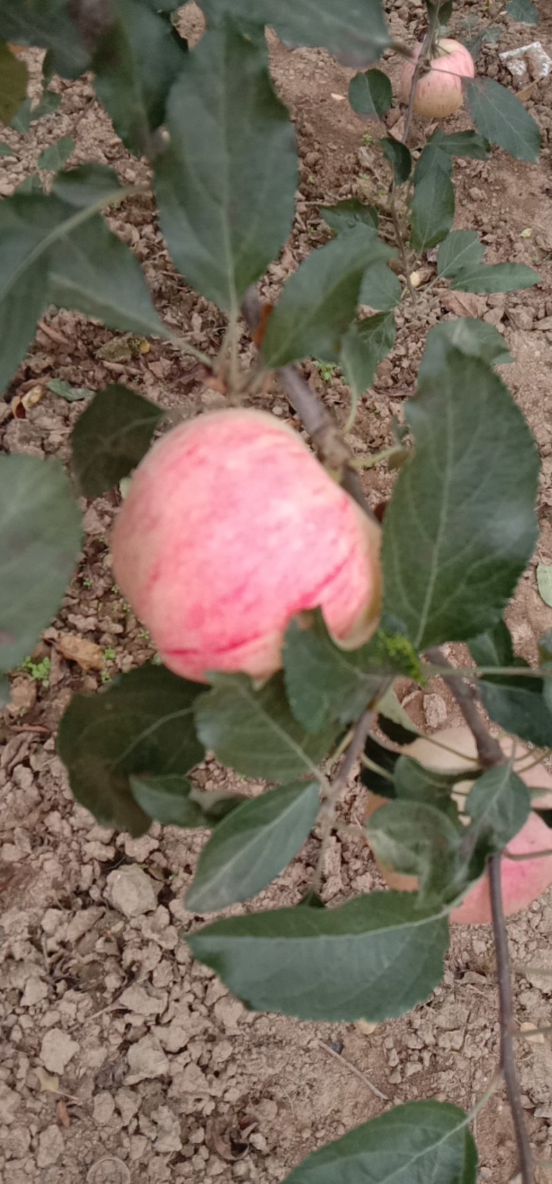 常年代办