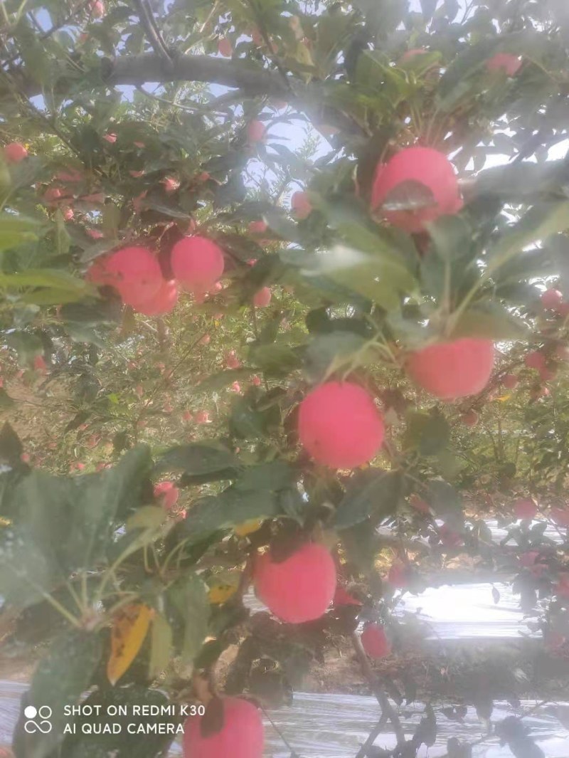 常年代办