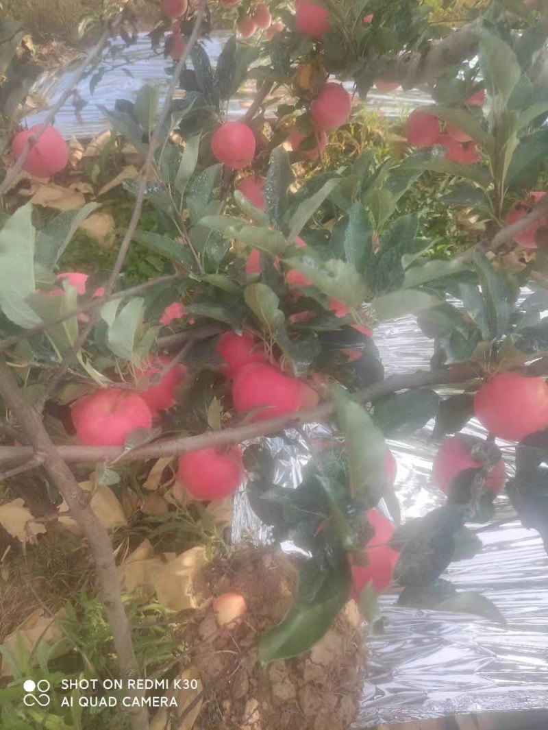 常年代办
